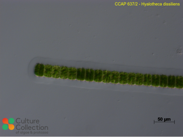 Hyalotheca dissiliens
