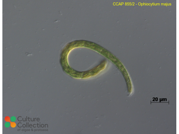 Ophiocytium majus