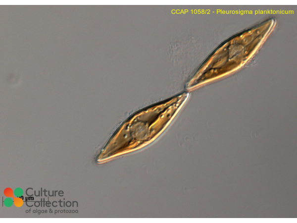 Pleurosigma planktonicum