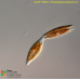 Pleurosigma planktonicum