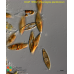 Pleurosigma planktonicum