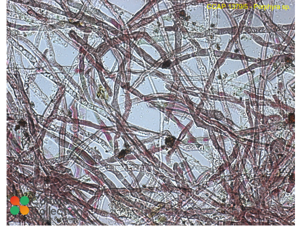 Porphyra sp.