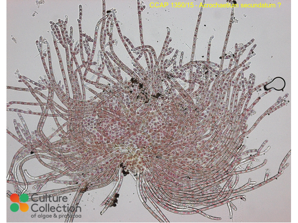 Acrochaetium secundatum  ?