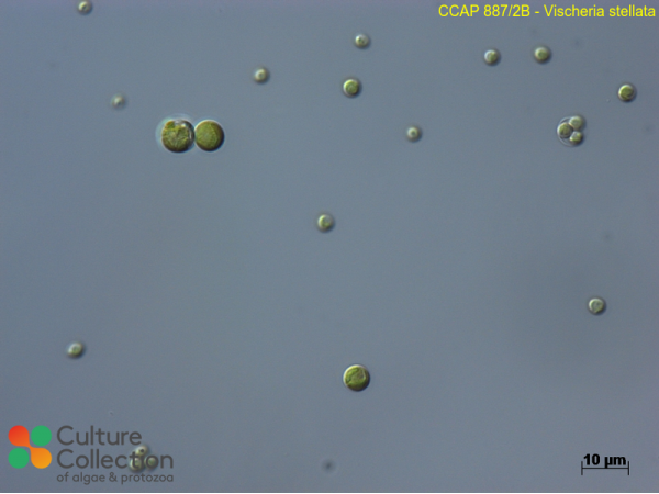 Vischeria stellata