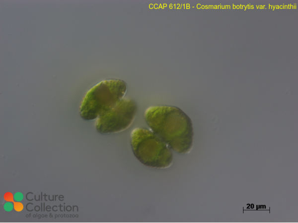 Cosmarium botrytis var. hyacinthii