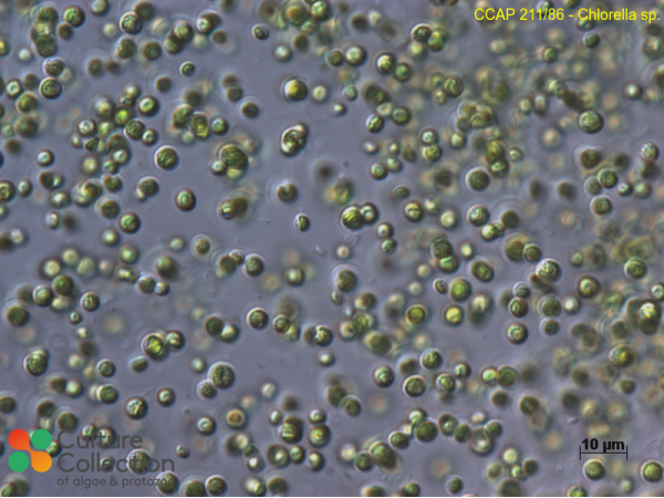 Chlorella sp.