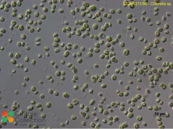 Chlorella sp.