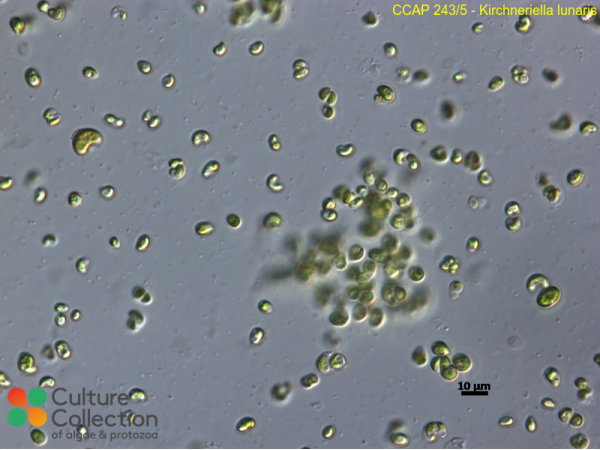 Kirchneriella lunaris