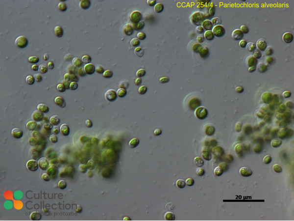 Parietochloris alveolaris