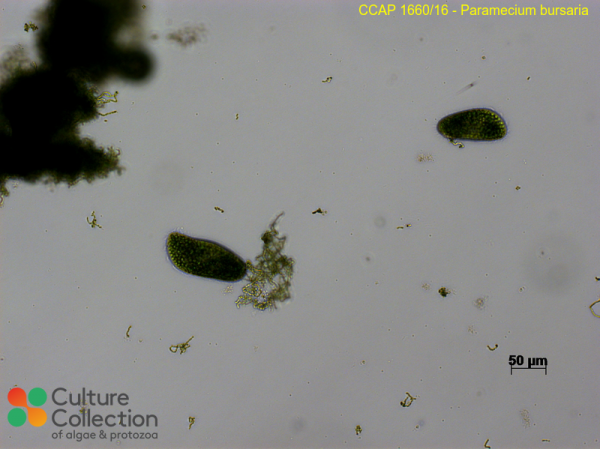 Paramecium bursaria