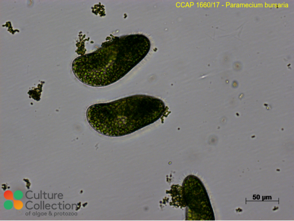 Paramecium bursaria