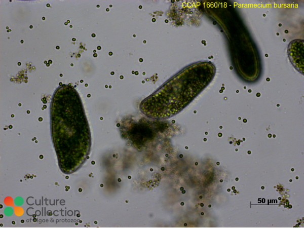 Paramecium bursaria