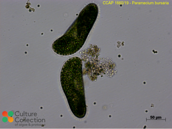 Paramecium bursaria