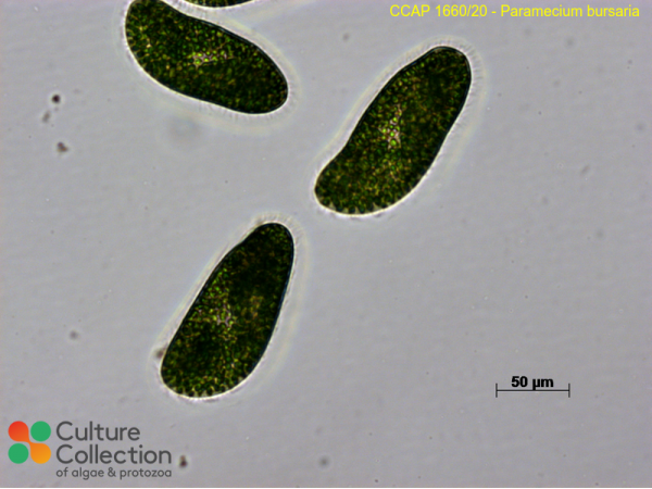 Paramecium bursaria