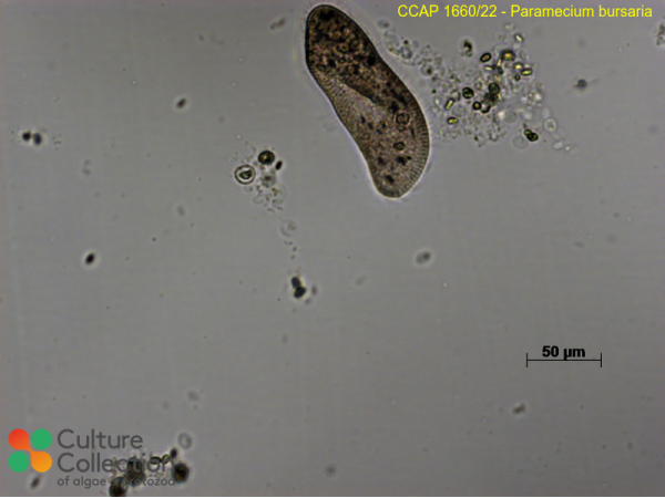 Paramecium bursaria