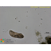 Paramecium bursaria