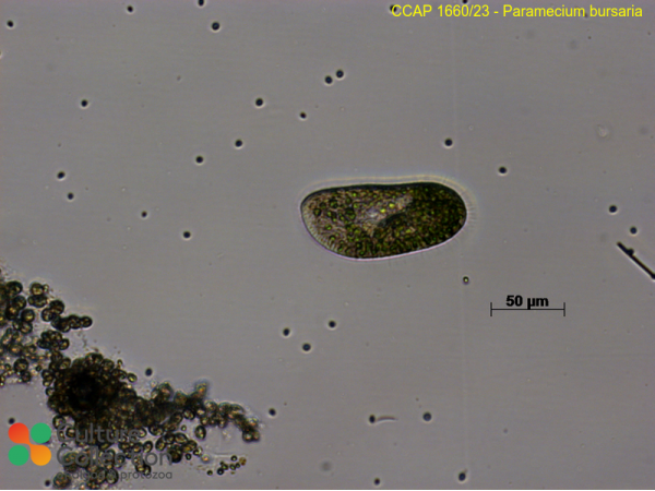 Paramecium bursaria