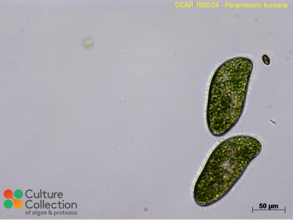 Paramecium bursaria