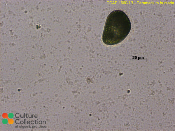 Paramecium bursaria