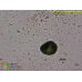 Paramecium bursaria
