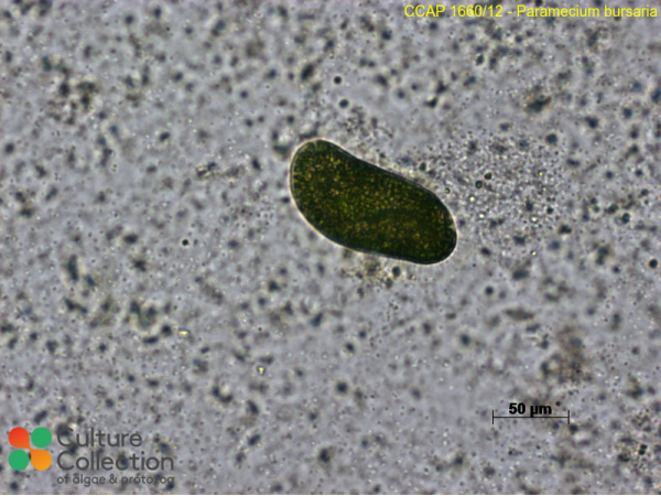 Paramecium bursaria