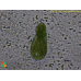 Paramecium bursaria