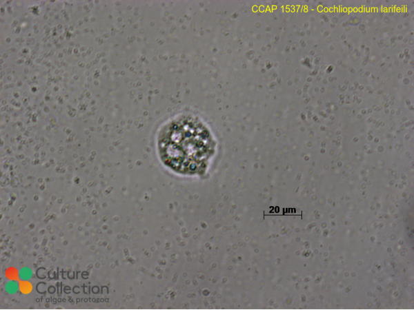 Cochliopodium larifeili