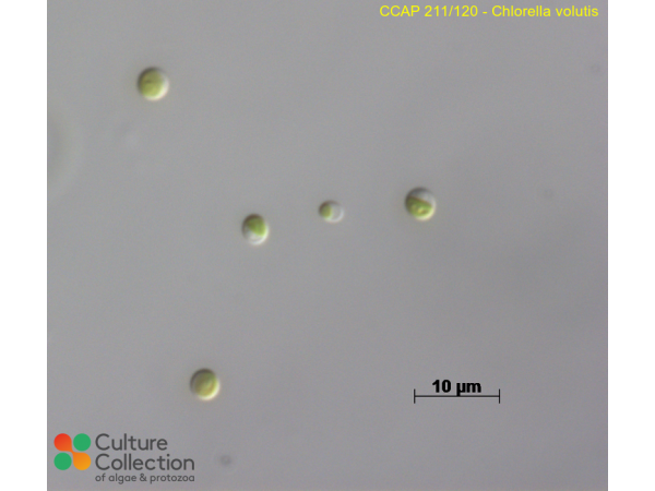 Chlorella volutis