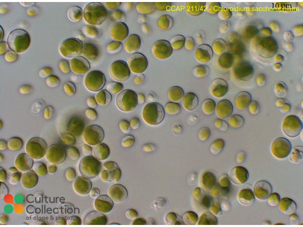 Chloroidium saccharophilum