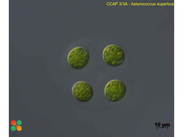 Asterococcus superbus