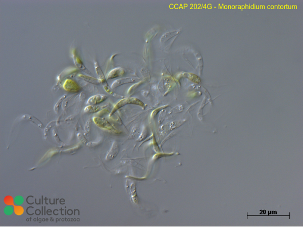 Monoraphidium contortum