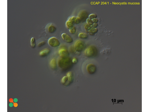 Neocystis mucosa