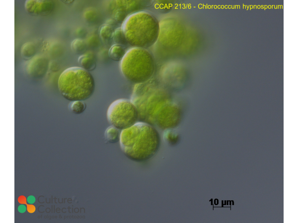 Chlorococcum hypnosporum