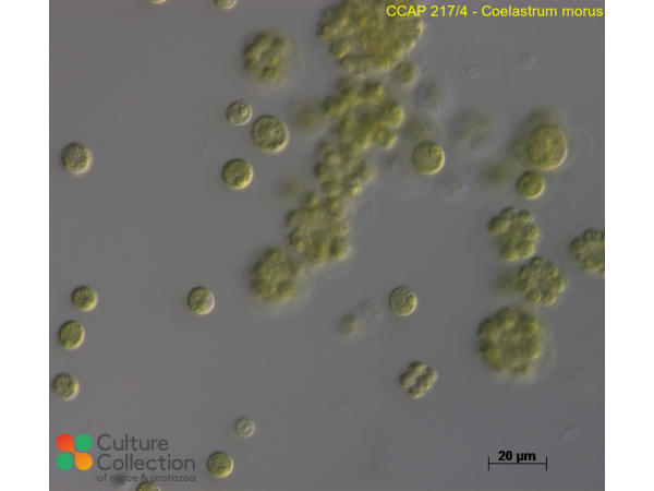 Coelastrum morus