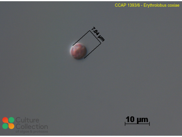 Erythrolobus coxiae