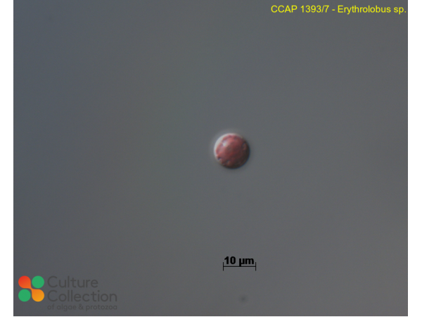 Erythrolobus australicus