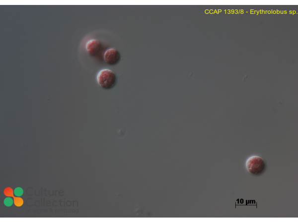 Erythrolobus sp.