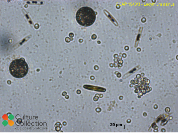 Lecythium asinus