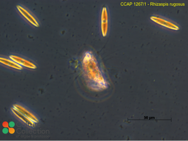 Rhizaspis rugosus
