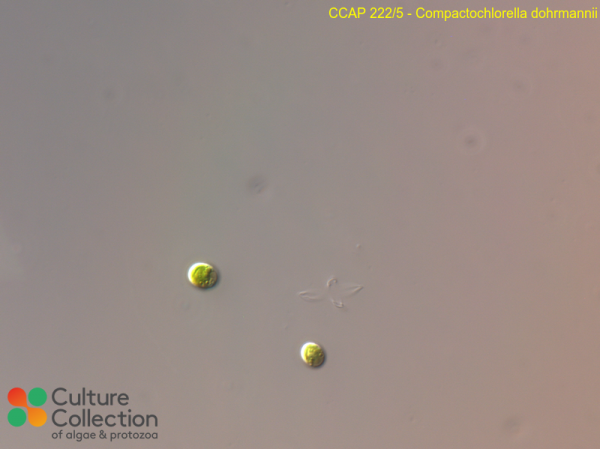 Compactochlorella dohrmannii