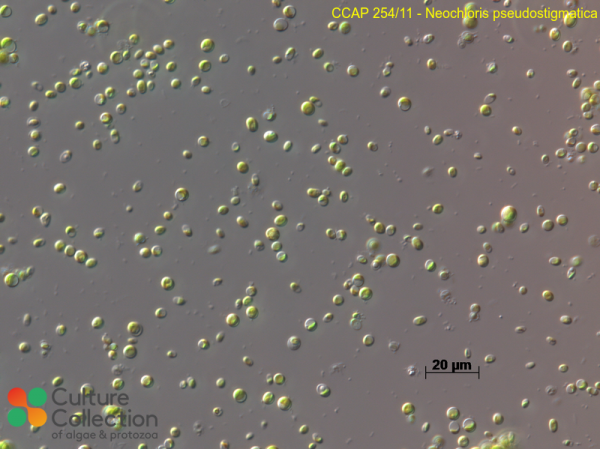 Neochloris pseudostigmatica