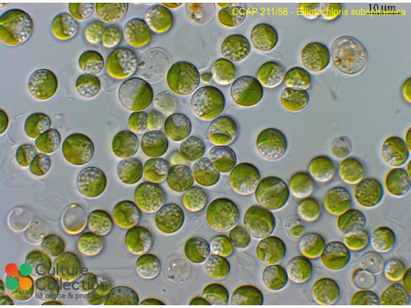 Elliptochloris subsphaerica