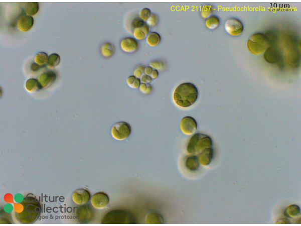 Pseudochlorella signiensis Pseudochlorella signiensis