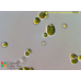 Pseudochlorella signiensis Pseudochlorella signiensis