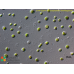 Dictyosphaerium ehrenbergianum