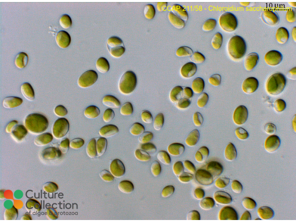 Chloroidium saccharophilum