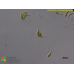 Kirchneriella dianae
