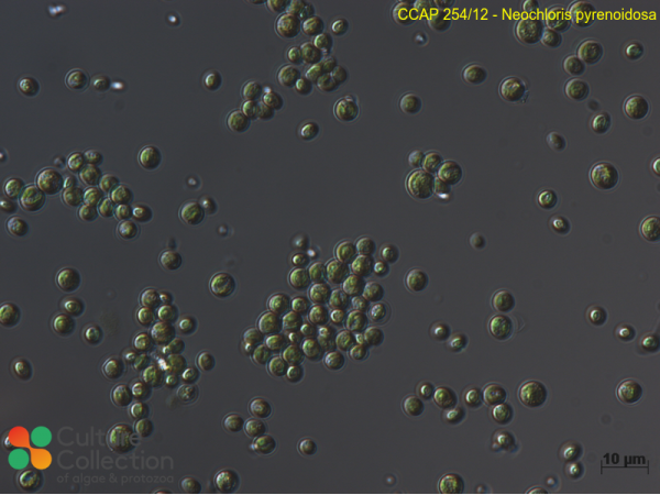 Neochloris pyrenoidosa