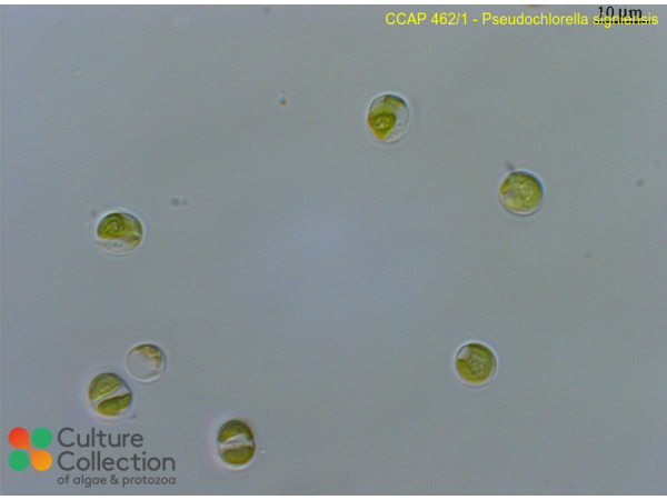 Pseudochlorella signiensis