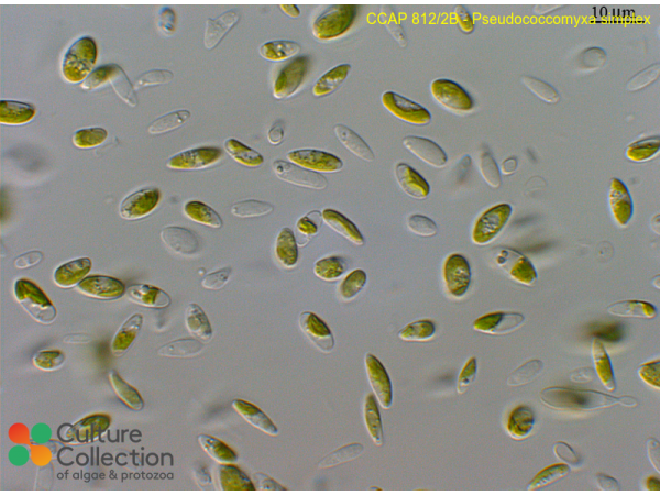 Pseudococcomyxa simplex Pseudococcomyxa simplex